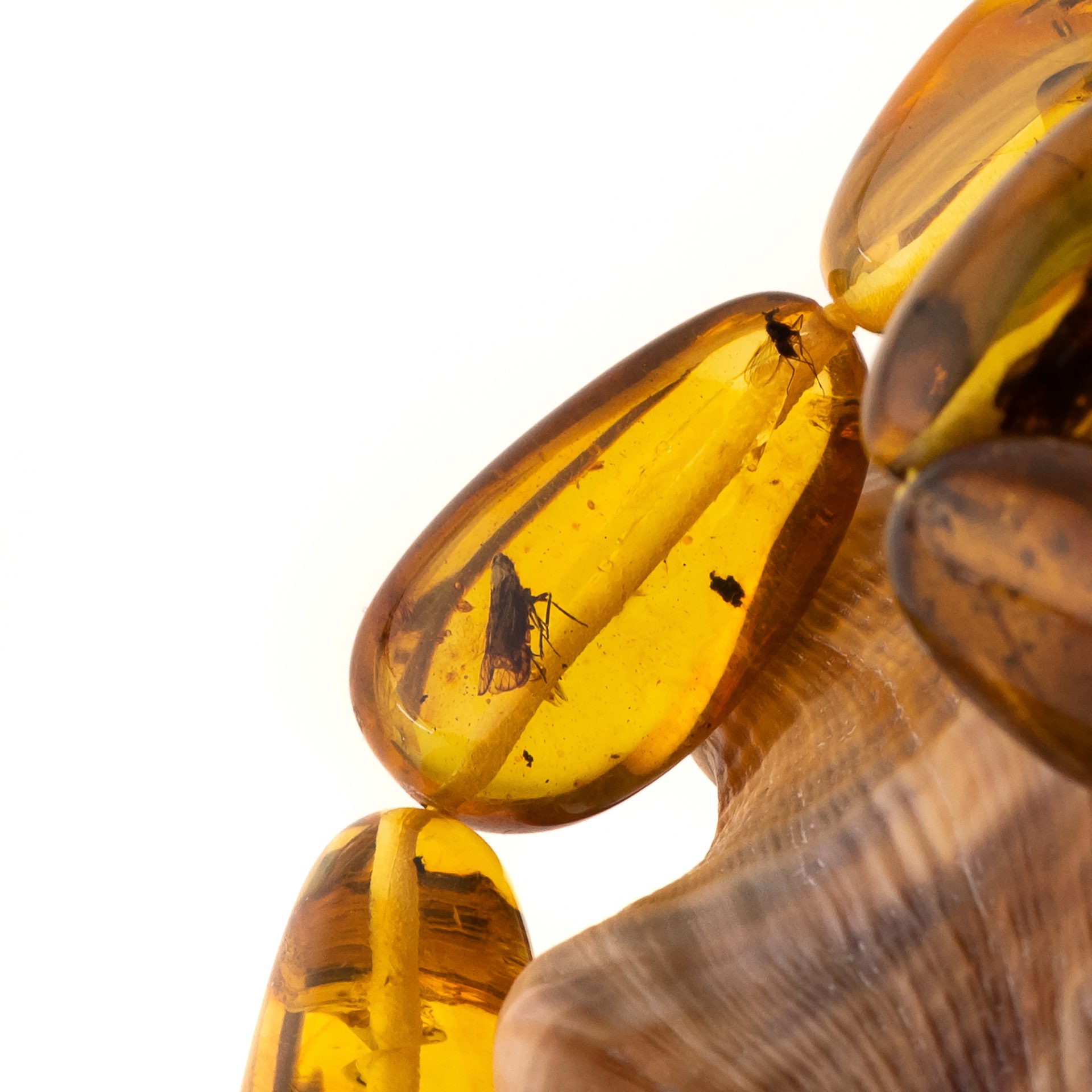 Close-up of a piece of amber with a trapped insect