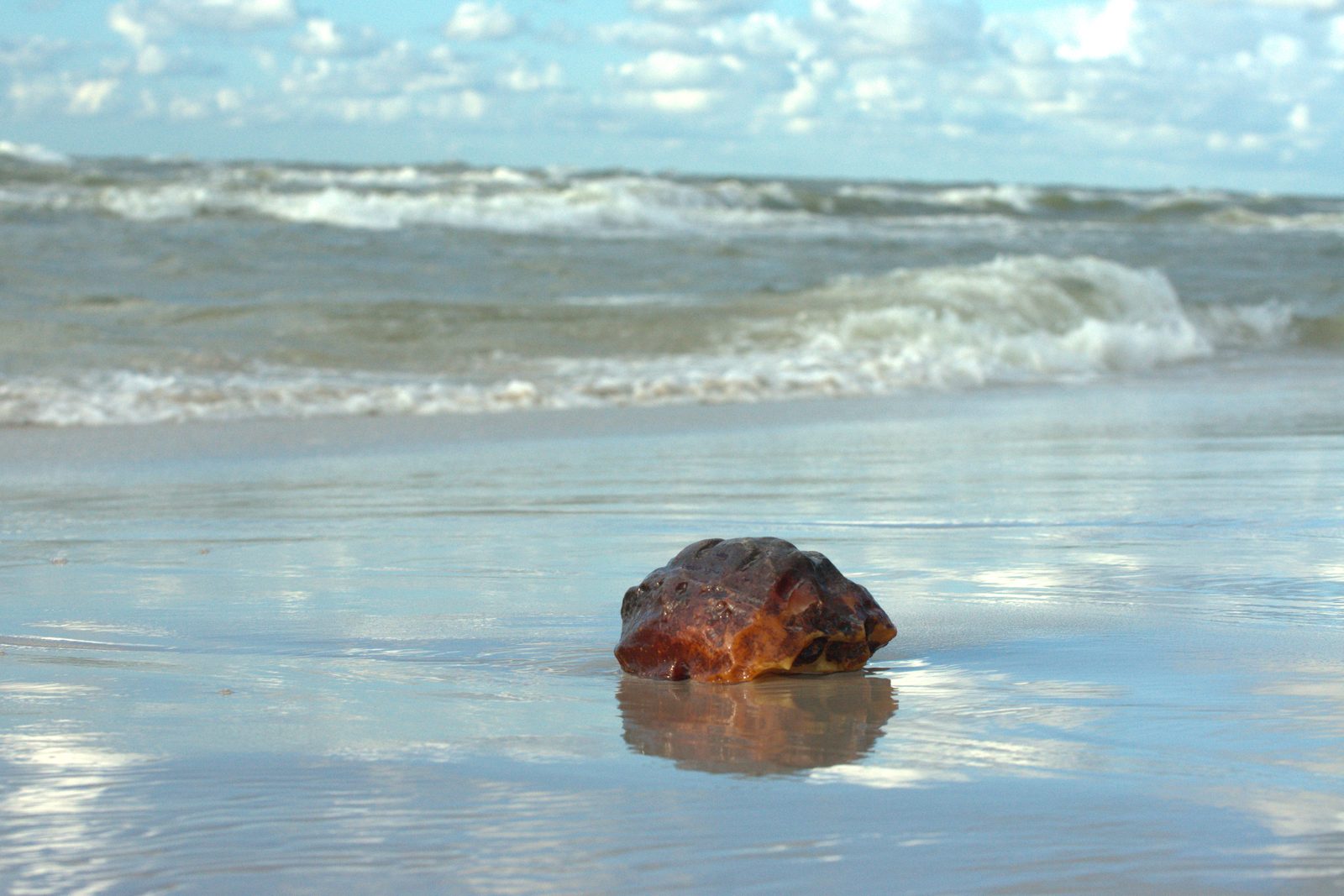 Where does Baltic amber come from?