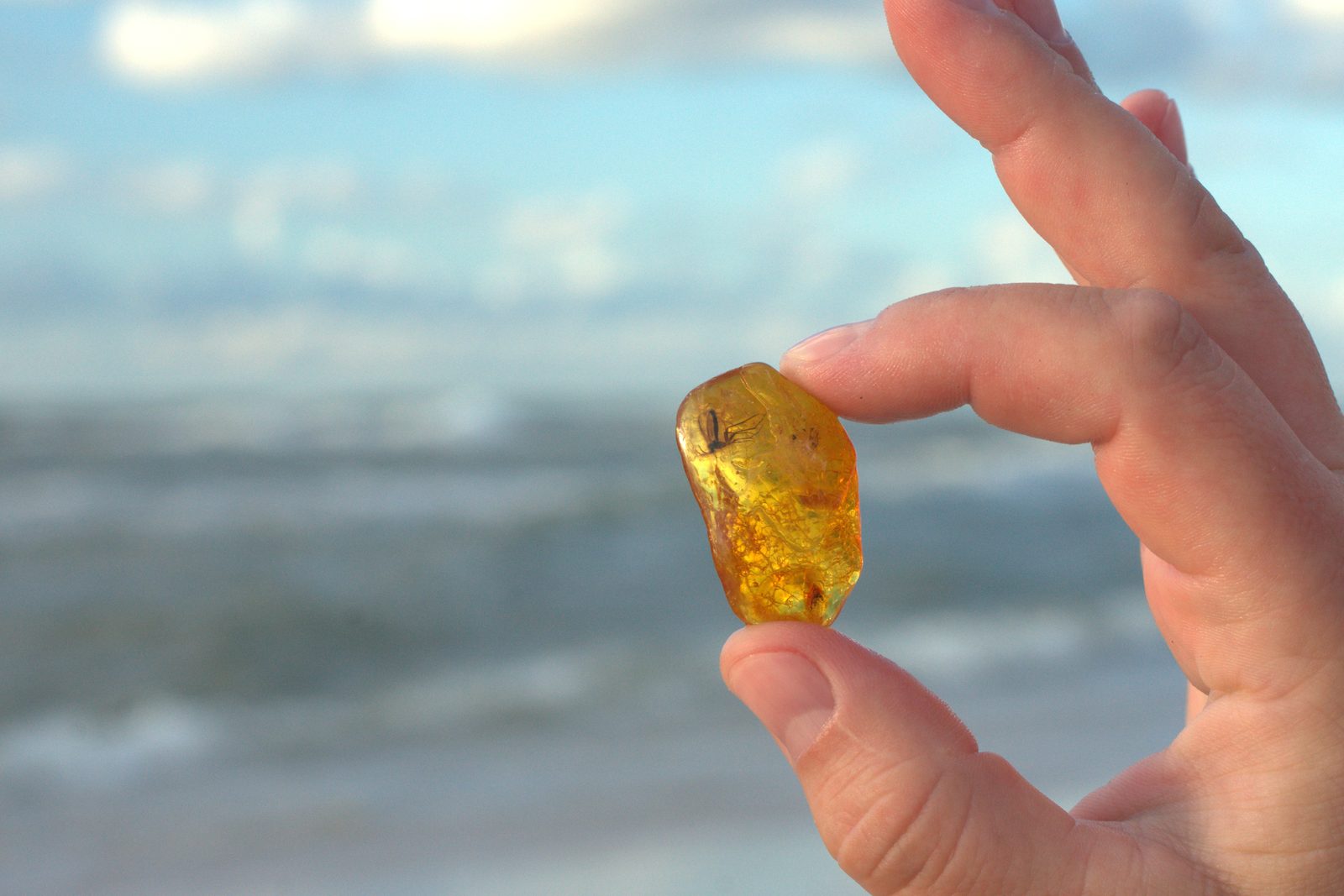 What makes Baltic amber unique?
